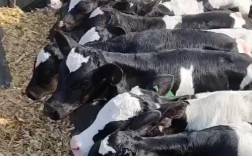 黑白花牛品种有何特点？