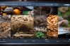 如何栽培羊肚菌？实用技术视频指南