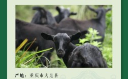 如何快速准确辨别黑山羊品种？