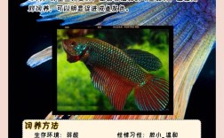 哪种斗鱼最适合新手饲养？
