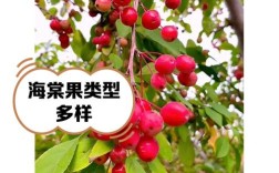 四季海棠哪个品种能结果？