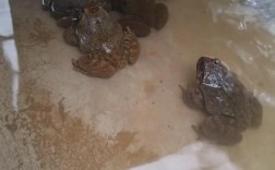 生态石蛙养殖技术视频怎么学？