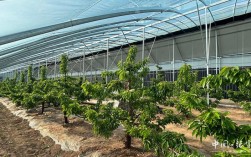 大棚樱桃咋种好？视频技术详解来了！