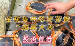 越南米底板金钱龟品种龟