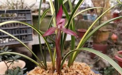 春兰最红品种是哪个？