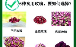 哪种食用玫瑰品种最优质？