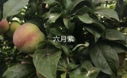 六月紫李子品种有何特点？