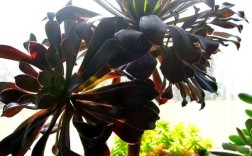 黑法师有几个品种？