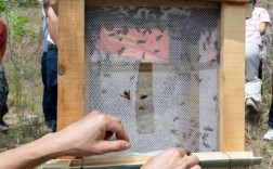 云南德宏胡蜂养殖技术有哪些关键要点？