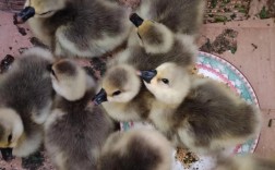 冬天鹅苗孵化，关键技术有哪些？