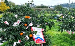 柑桔种植技术有哪些关键要点？