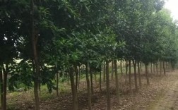 湖北适合种哪些柚子树品种？