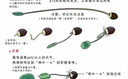 中草药种植技术视频，如何高效掌握种植要点？