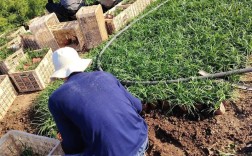 如何掌握三七栽培管理技术？