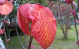 红叶蓝莓是哪个品种？