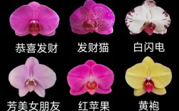 蝴蝶兰品种如何快速辨别？