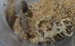 蝎子蜕皮技术处理视频