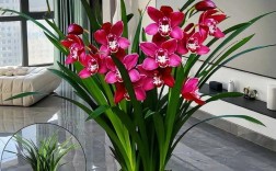 什么品种的君子兰最值钱？