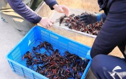 莲藕套养龙虾技术怎么操作？