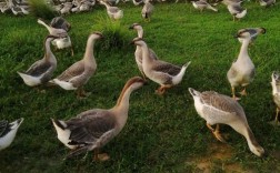 家养选什么鹅品种好？