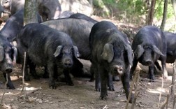 安徽有哪些优质猪品种？