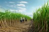 如何掌握农广天地甘蔗高效种植技术？
