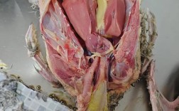 朗德鹅养殖技术哪里能学？