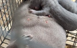 国外水貂养殖技术视频有哪些核心要点？