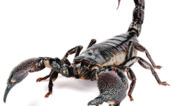 2025年野生蝎子价格