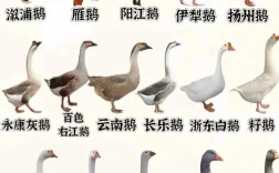 鹅中何品种生长期最短？