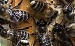 中蜂育王技术视频，关键步骤有哪些？