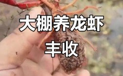 龙虾人工繁殖技术视频怎么学？