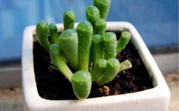 棒叶花属品种有哪些？