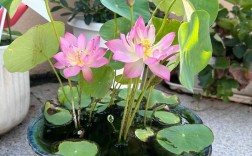 碗莲哪个品种开花最多？