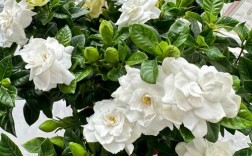 栀子花哪个品种最好？