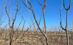 板栗树剪枝技术视频4，剪枝要点有哪些？