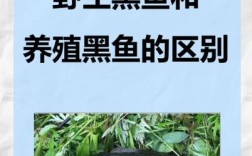 黑鱼草鱼混养，如何平衡生长与效益？