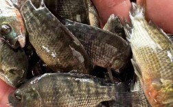 海南有哪些罗非鱼苗品种？