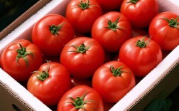 哪些西红柿品种适合带沙壤种植？