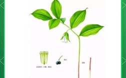 猫眼玉竹养殖技术要点有哪些？