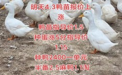 肉鸭苗价格厂家荆江哪家更优？