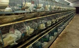 兔子养殖技术11视频，核心要点有哪些？