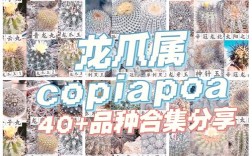 仙人球品种繁多，如何通过形态特征、生长习性等细节准确区分不同品种？