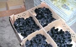 绿壳蛋鸡苗今日批发价多少钱？