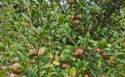 高产茶油茶树品种有哪些？