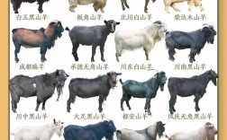 农村养羊选什么品种好？