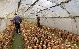 食用菌种植技术视频，新手如何快速入门？