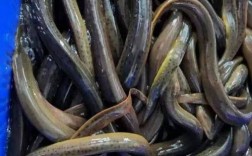 全国野生黄鳝价格多少钱一斤？