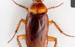 云南蟑螂养殖技术视频怎么学？