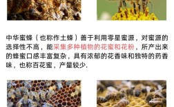 哪种蜜蜂产蜜量最多？